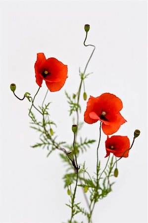 simsearch:400-07421243,k - isoalated bouquet of red poppies on white background Stock Photo - Budget Royalty-Free & Subscription, Code: 400-04036705