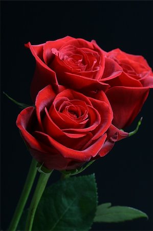 simsearch:400-06073508,k - Very beautiful passion red roses Photographie de stock - Aubaine LD & Abonnement, Code: 400-04036708