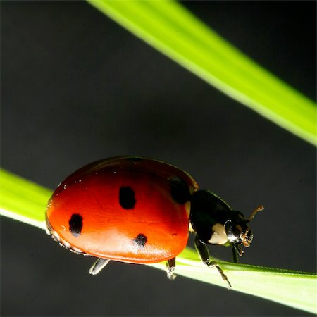 simsearch:400-04909471,k - ladybug on grass black background Photographie de stock - Aubaine LD & Abonnement, Code: 400-04036717