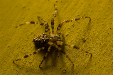 simsearch:400-04989239,k - Big spider on high textured old wall Stock Photo - Budget Royalty-Free & Subscription, Code: 400-04037215