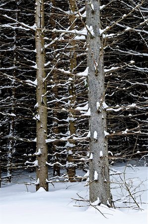 simsearch:400-03985276,k - Natural background of tree trunks in winter Foto de stock - Super Valor sin royalties y Suscripción, Código: 400-04038155