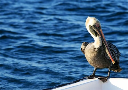 pélican brun - A beautiful pelican sitting on the side of aboat Photographie de stock - Aubaine LD & Abonnement, Code: 400-04038158