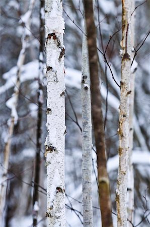 simsearch:400-03985276,k - Natural background of tree trunks in winter Foto de stock - Super Valor sin royalties y Suscripción, Código: 400-04038162
