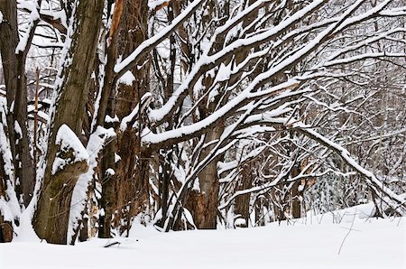 simsearch:400-04014691,k - Winter landscape with a row of snow covered trees Stock Photo - Budget Royalty-Free & Subscription, Code: 400-04038163
