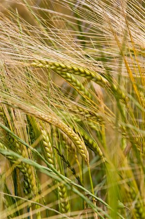 simsearch:400-07293838,k - healthy wheat crop growing in field France Photographie de stock - Aubaine LD & Abonnement, Code: 400-04038944