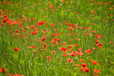 simsearch:400-04983141,k - red poppies growing in field early summer France Stock Photo - Budget Royalty-Free & Subscription, Code: 400-04038943