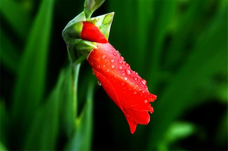 sherman (artist) - Photo of the beautiful red flower on green background Photographie de stock - Aubaine LD & Abonnement, Code: 400-04039376