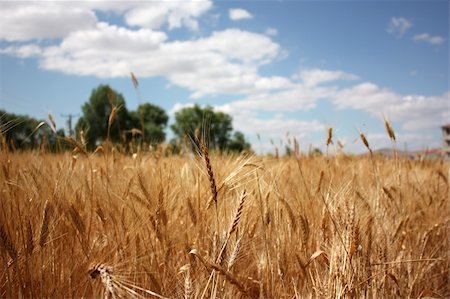 Wheat field Fotografie stock - Microstock e Abbonamento, Codice: 400-04030389