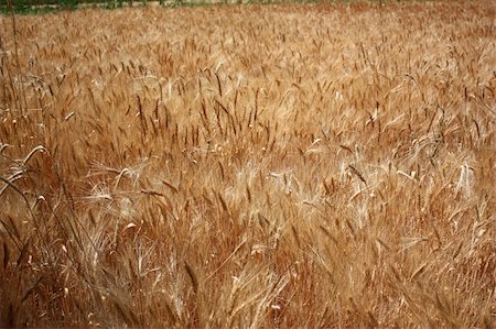 simsearch:400-05355620,k - Wheat field Fotografie stock - Microstock e Abbonamento, Codice: 400-04030390