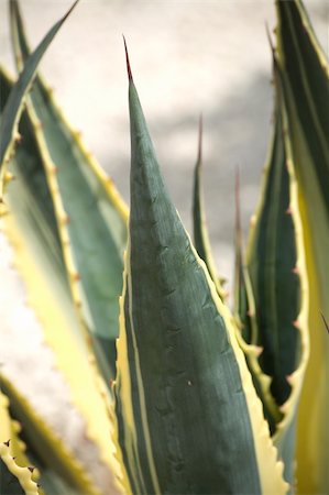 simsearch:400-04030678,k - Cactus Agave americana striata Stock Photo - Budget Royalty-Free & Subscription, Code: 400-04030676