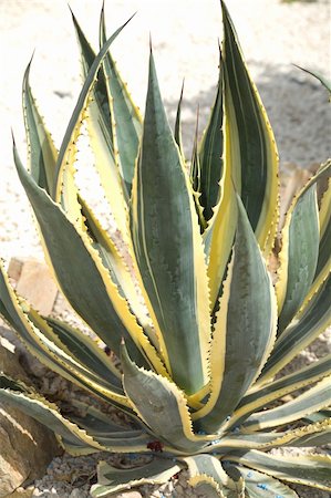 simsearch:400-04030678,k - Cactus Agave americana striata Stock Photo - Budget Royalty-Free & Subscription, Code: 400-04030677