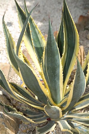 simsearch:400-04030678,k - Cactus Agave americana striata Stock Photo - Budget Royalty-Free & Subscription, Code: 400-04030678