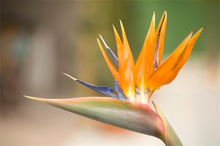 An open Bird of Paradise flower in full bloom. Photographie de stock - Aubaine LD & Abonnement, Code: 400-04030691