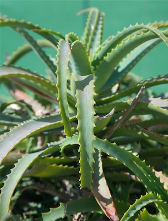 simsearch:400-04030678,k - A close up of a Cactus plant Stock Photo - Budget Royalty-Free & Subscription, Code: 400-04030693