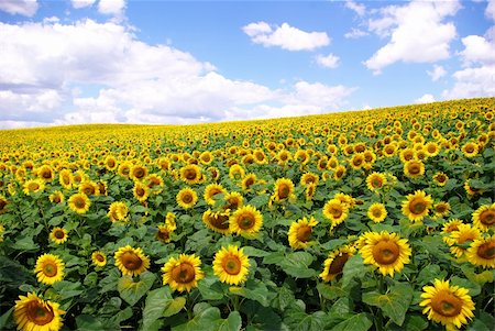 simsearch:400-04742969,k - sunflower field over cloudy blue sky Stockbilder - Microstock & Abonnement, Bildnummer: 400-04030815