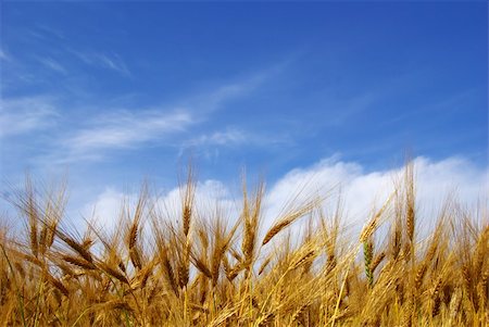 simsearch:400-06760836,k - Wheat ears against the blue  sky Photographie de stock - Aubaine LD & Abonnement, Code: 400-04030829