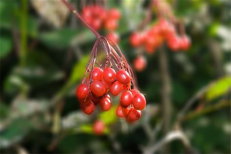 A group of small red crab apples hanging from a tree Fotografie stock - Microstock e Abbonamento, Codice: 400-04030908