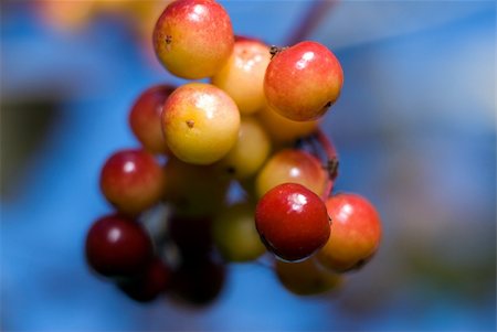 A group of small red crab apples hanging from a tree Fotografie stock - Microstock e Abbonamento, Codice: 400-04030911