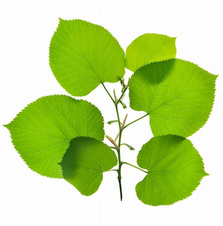 isolated green leafs on blue background. clipping path included Stock Photo - Budget Royalty-Free & Subscription, Code: 400-04030966