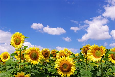 simsearch:400-04742969,k - sunflower field over cloudy blue sky Stockbilder - Microstock & Abonnement, Bildnummer: 400-04031146