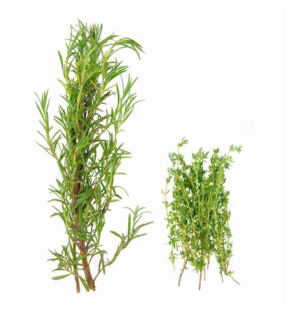 rosemary sprig - Bunch of rosemary and thyme in isolated white background Stock Photo - Budget Royalty-Free & Subscription, Code: 400-04031160