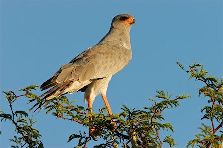 Pale Chanting goshawk (Melierax canorus) perched on a tree, Kalahari desert, South Africa Photographie de stock - Aubaine LD & Abonnement, Code: 400-04031584