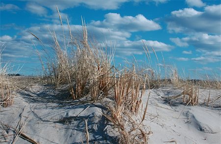 Seagrass at Crane's Beach, Ipswich, MA Foto de stock - Super Valor sin royalties y Suscripción, Código: 400-04031693