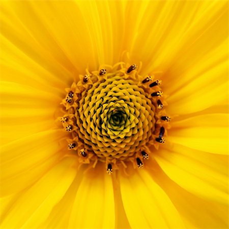 simsearch:400-04035571,k - A photography of a big yellow flower Stock Photo - Budget Royalty-Free & Subscription, Code: 400-04031778