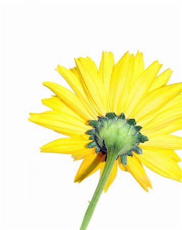simsearch:400-04035571,k - A photography of an isolated yellow flower Stock Photo - Budget Royalty-Free & Subscription, Code: 400-04031782