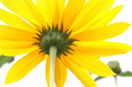 simsearch:400-04035571,k - A photography of a yellow flower macro Stock Photo - Budget Royalty-Free & Subscription, Code: 400-04031783