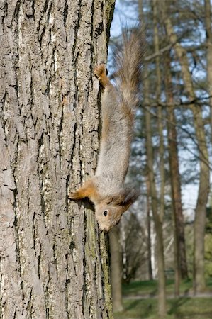 simsearch:400-07675760,k - Squirrel going down by a tree in park Stock Photo - Budget Royalty-Free & Subscription, Code: 400-04031848
