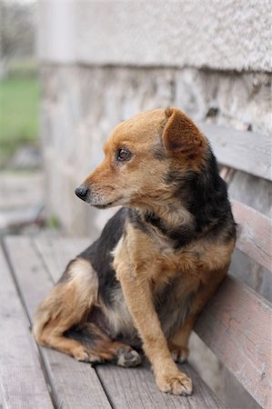 dog fear surprise - nice outdoor dog is resting at his place Stock Photo - Budget Royalty-Free & Subscription, Code: 400-04032010