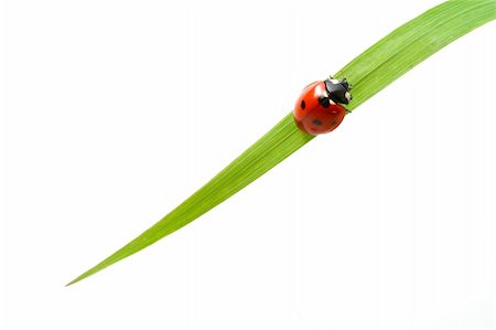 simsearch:400-04909471,k - red ladybug on green grass isolated Photographie de stock - Aubaine LD & Abonnement, Code: 400-04032045