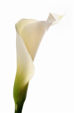 Detail of calla lily flower isolated over white background Foto de stock - Super Valor sin royalties y Suscripción, Código: 400-04032185