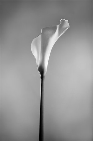 Detail of calla lily flower in black and white Photographie de stock - Aubaine LD & Abonnement, Code: 400-04032186
