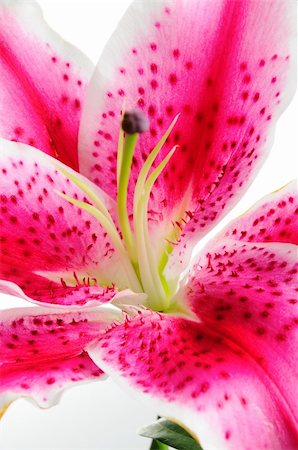 simsearch:400-05128577,k - Detail of pink lily flower - abstract natural background Stockbilder - Microstock & Abonnement, Bildnummer: 400-04032188