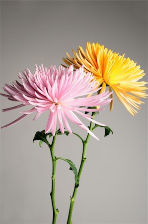 Detail of twon Chrysanthemums flowers in pink and yellow Foto de stock - Super Valor sin royalties y Suscripción, Código: 400-04032189