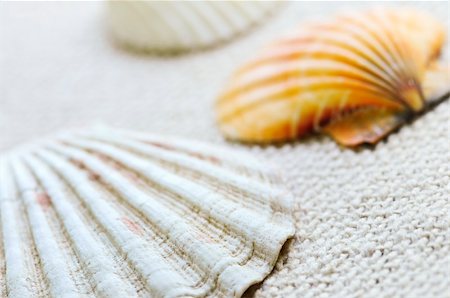 simsearch:400-04406446,k - Background of several colorful seashells close up Stock Photo - Budget Royalty-Free & Subscription, Code: 400-04032232