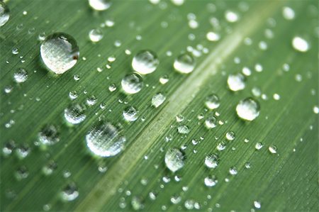 simsearch:400-05015288,k - water drops on the leaf (abstract background) Photographie de stock - Aubaine LD & Abonnement, Code: 400-04032247