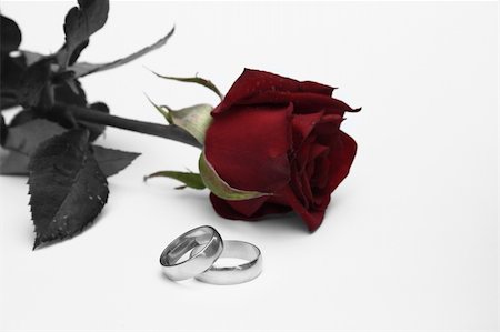 simsearch:400-05294518,k - On a photo a rose and wedding rings Fotografie stock - Microstock e Abbonamento, Codice: 400-04032362