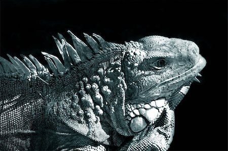 Portrait of a lizard close-up in zoo. Bali. Indonesia Stock Photo - Budget Royalty-Free & Subscription, Code: 400-04032472