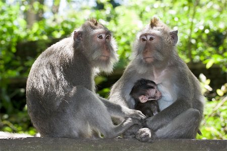simsearch:862-07909918,k - Monkey family - long tailed macaques - father, mother and child Photographie de stock - Aubaine LD & Abonnement, Code: 400-04032595