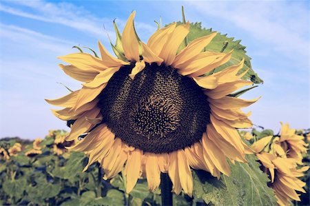 simsearch:400-04708860,k - Single big sunflower of a big suflower field at sunny day Photographie de stock - Aubaine LD & Abonnement, Code: 400-04032732