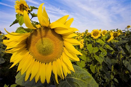 simsearch:400-04708860,k - Single big sunflower of a big suflower field at sunny day Photographie de stock - Aubaine LD & Abonnement, Code: 400-04032733