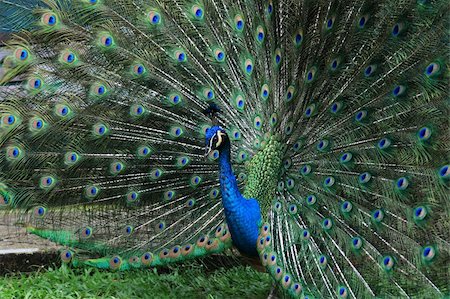 simsearch:400-07955048,k - blue peacock with colorful open feathers filling the entire frame Foto de stock - Super Valor sin royalties y Suscripción, Código: 400-04032800