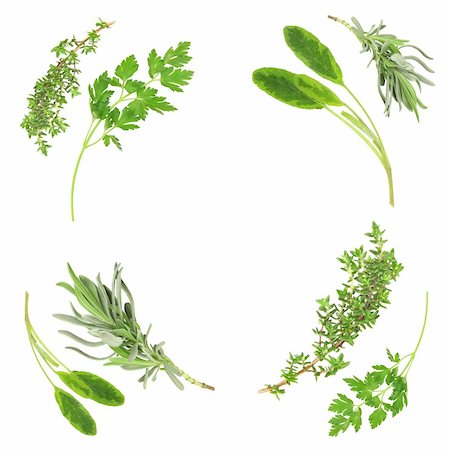 Lavender, sage, parsley and thyme in a circular frame design over white background. Stock Photo - Budget Royalty-Free & Subscription, Code: 400-04033051