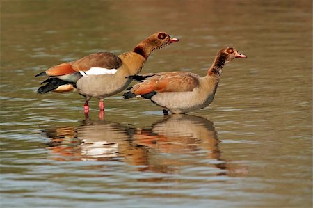 simsearch:400-04033153,k - A pair of Egyptian geese (Alopochen aegyptiacus) standing in water, Kruger National Park, South Africa Stock Photo - Budget Royalty-Free & Subscription, Code: 400-04033154