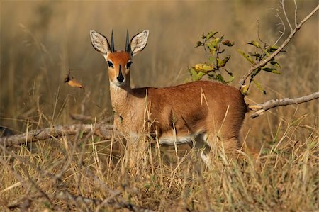 simsearch:400-03943816,k - Male steenbok antelope, (Raphicerus campestris), Kruger National Park, South Africa Stock Photo - Budget Royalty-Free & Subscription, Code: 400-04033157