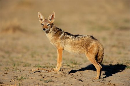 Alert black-backed Jackal (Canis mesomelas), Kalahari desert, South Africa Stock Photo - Budget Royalty-Free & Subscription, Code: 400-04033152