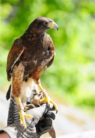 simsearch:400-04226859,k - predator bird on hand of owner Stockbilder - Microstock & Abonnement, Bildnummer: 400-04033482